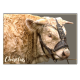 CHAROLAIS - magnet frigo