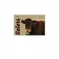 VACHE SALERS - magnet frigo