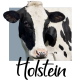 Mug Holstein