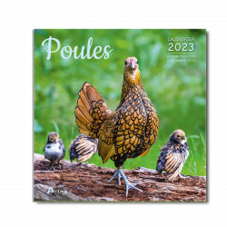 Calendrier Poules 2023