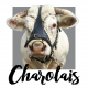 Mug Charolais