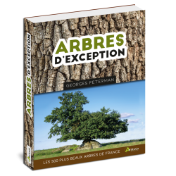 Arbres d'exception