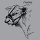 Charolais